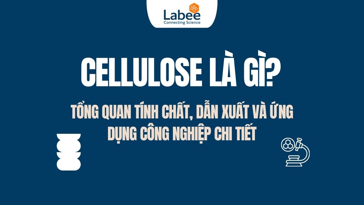 Cellulose là gì? Tổng quan tính chất, dẫn xuất và ứng dụng công nghiệp chi tiết