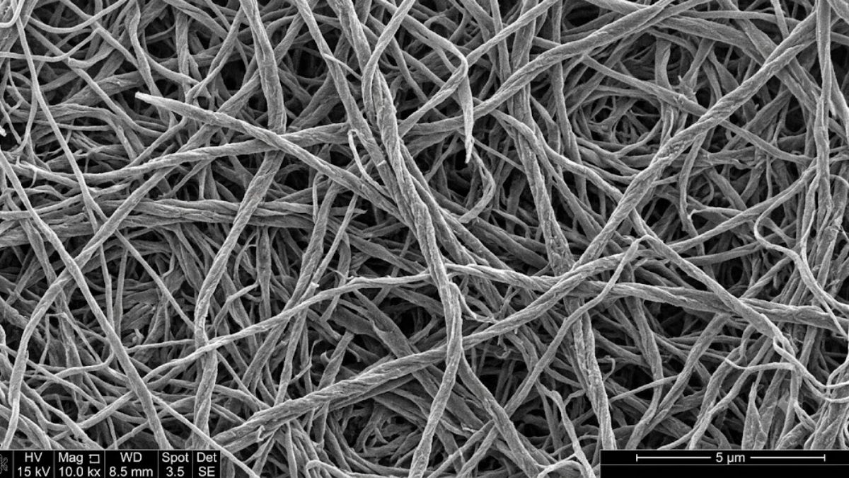 Cấu trúc thớ sợi cellulose alpha đan xen ngẫu nhiên dưới kính hiển vi điện tử quét SEM