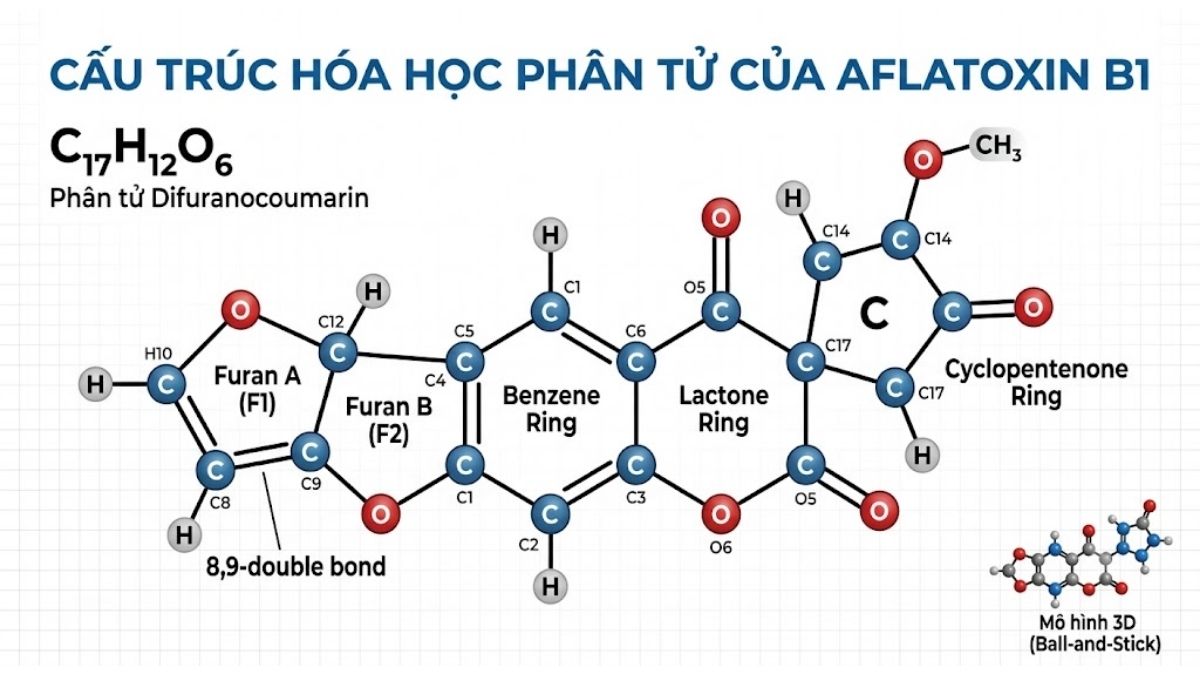 Cấu trúc hóa học phân tử difuranocoumarin của Aflatoxin B1