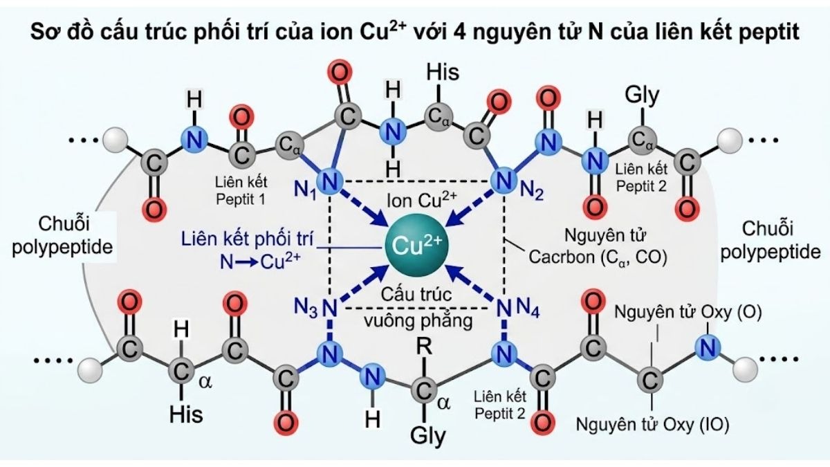 Sơ đồ cơ chế hóa học mô tả cấu trúc phối trí của ion Cu2+ với 4 nguyên tử Nitơ của liên kết peptit