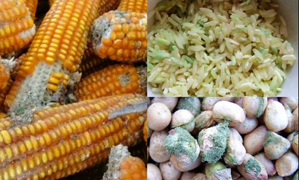 Lạc và bắp bị nhiễm nấm mốc Aspergillus lưu trữ trong kho