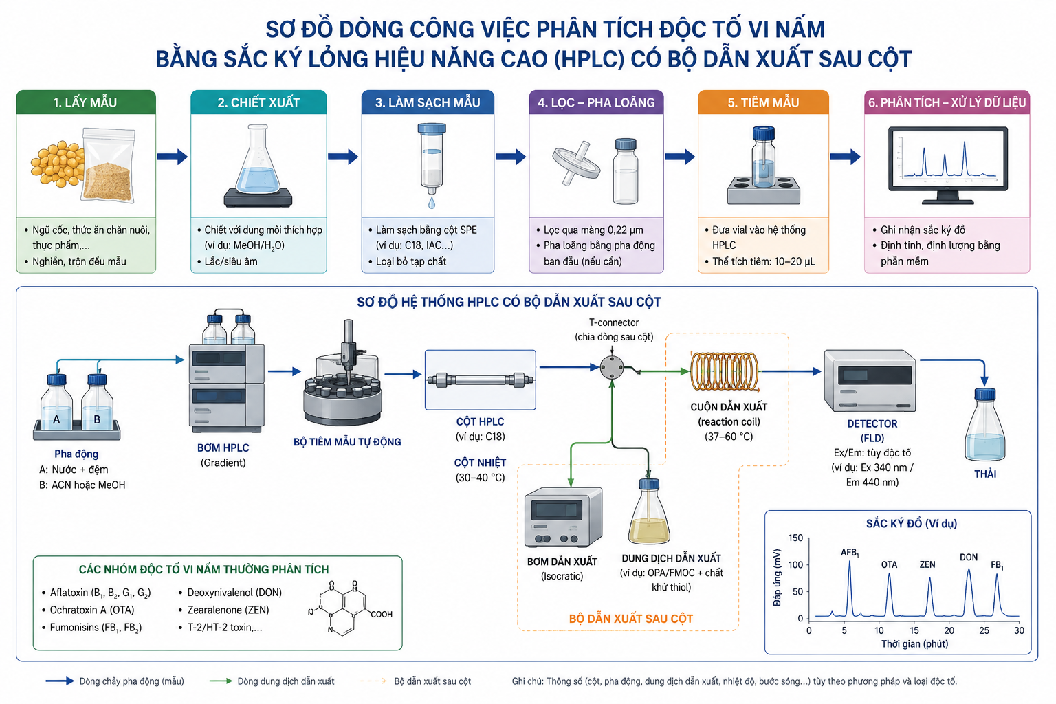 Sơ đồ dòng công việc phân tích độc tố vi nấm bằng sắc ký lỏng hiệu năng cao HPLC có bộ dẫn xuất sau cột