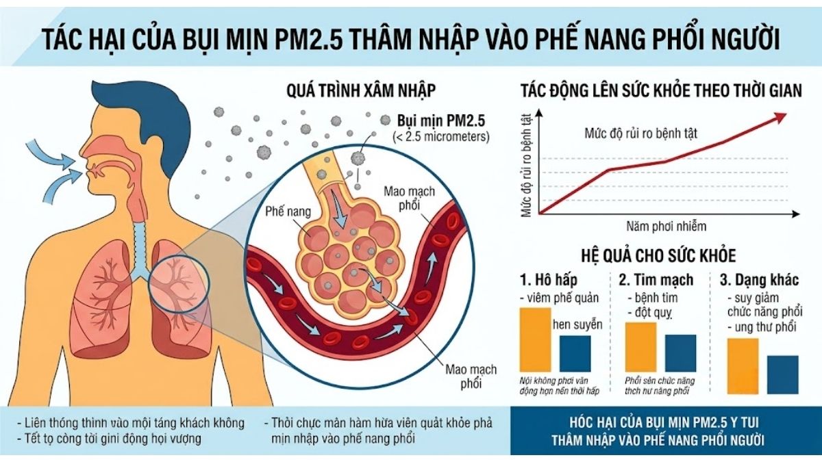 Đồ thị tác hại của bụi mịn PM2.5 thâm nhập vào phế nang phổi người