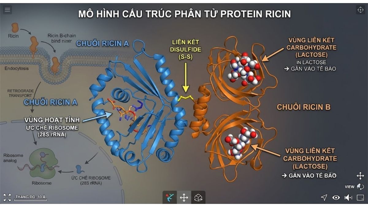 Mô hình cấu trúc phân tử protein Ricin