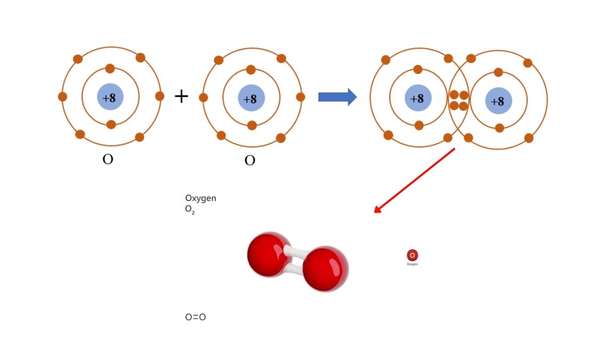 Mô hình cấu trúc phân tử Oxygen dạng 3D với hai nguyên tử liên kết đôi