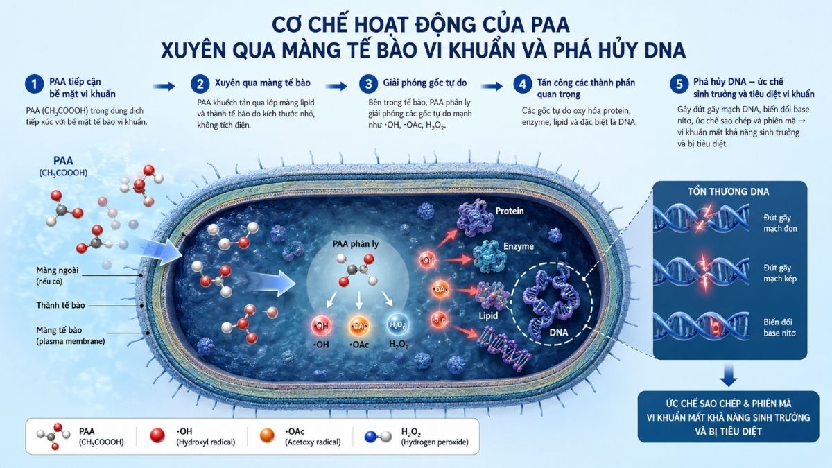 Sơ đồ cơ chế hoạt động của PAA xuyên qua màng tế bào vi khuẩn và phá hủy DNA
