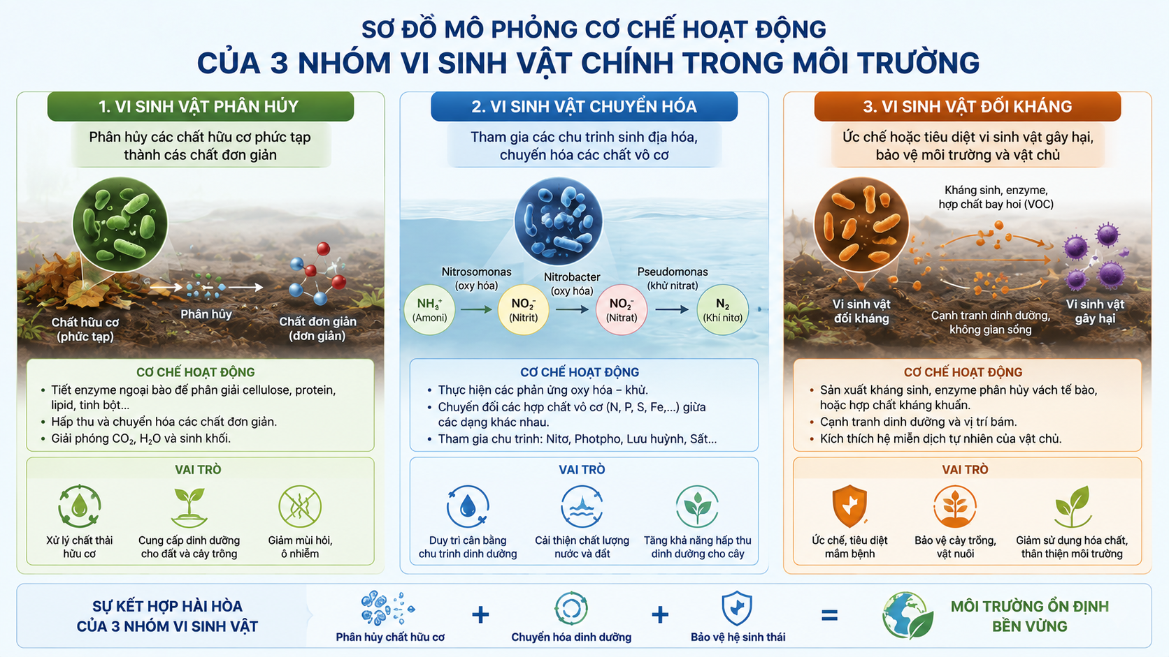 Sơ đồ mô phỏng cơ chế hoạt động của 3 nhóm vi sinh vật chính trong môi trường