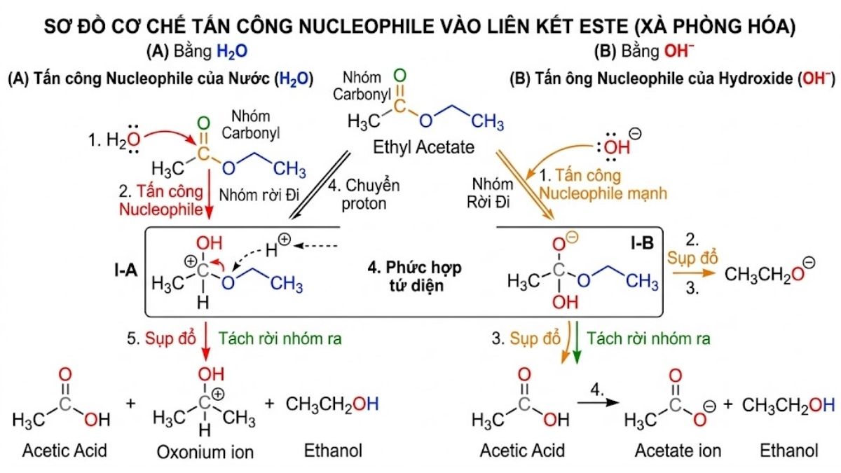 Sơ đồ cơ chế tấn công nucleophile của phân tử H2O/OH- vào liên kết este