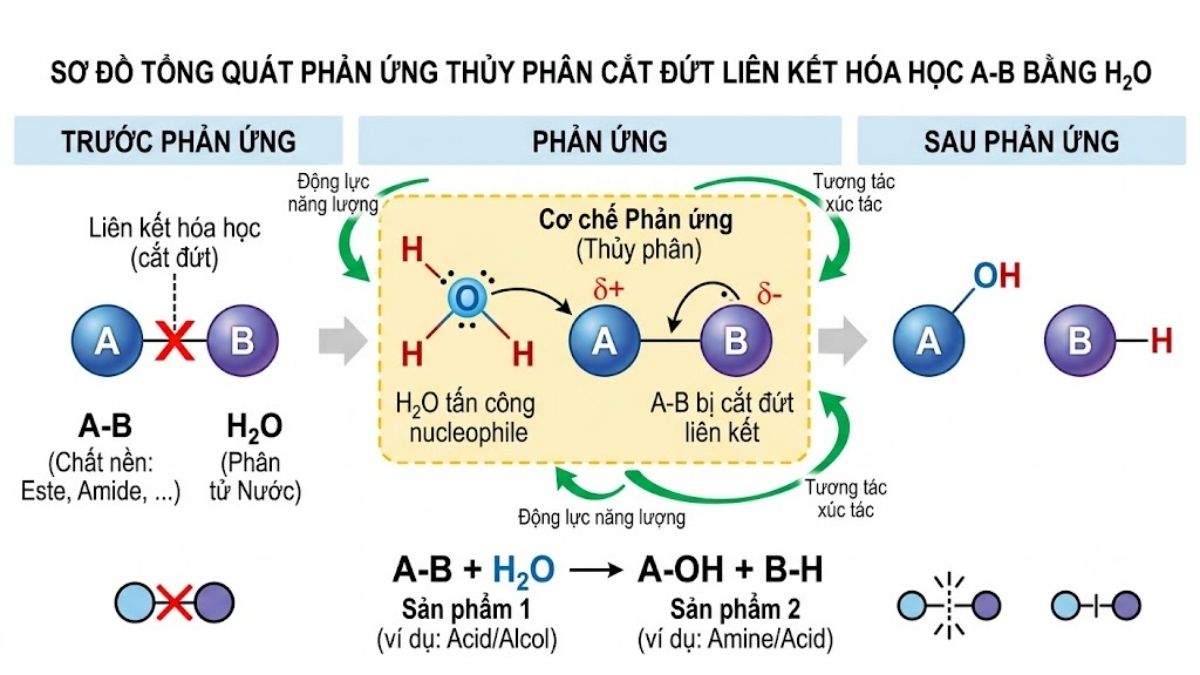 Sơ đồ tổng quát phản ứng thủy phân cắt đứt liên kết hóa học AB bằng phân tử H2O