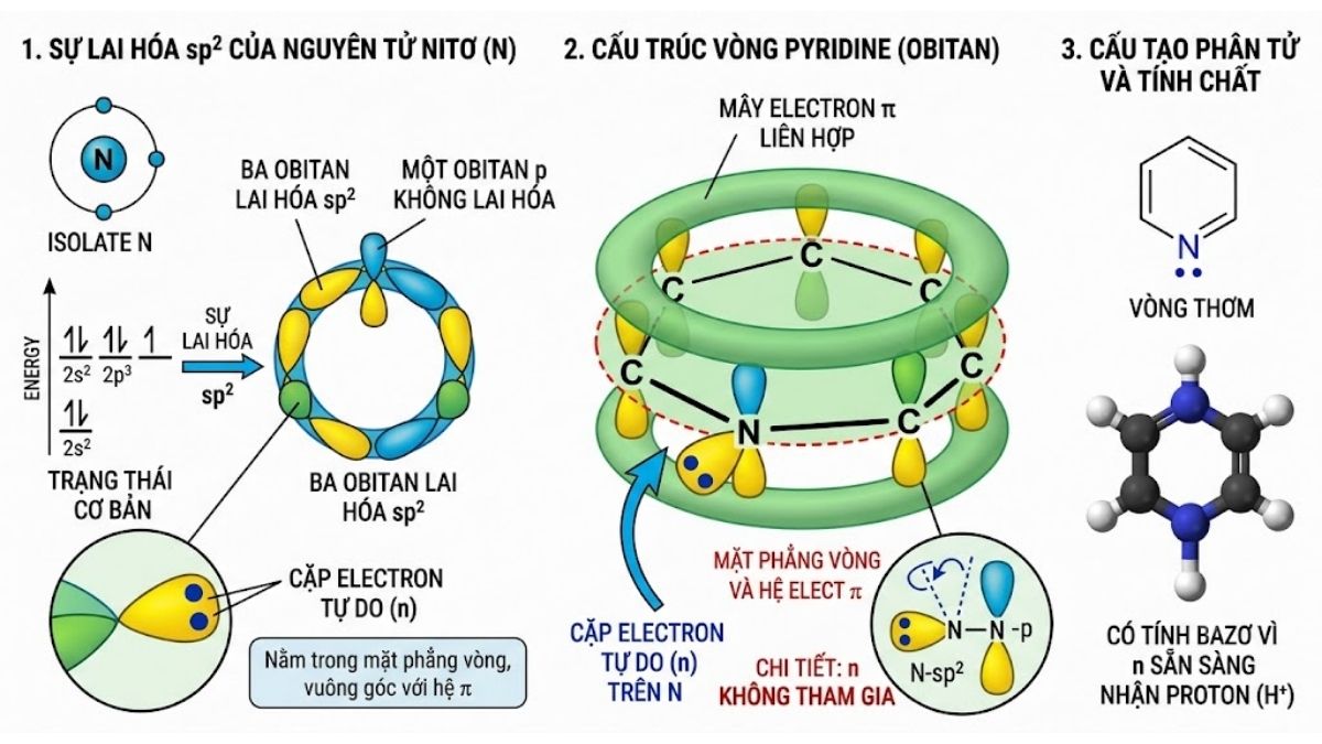 Biểu đồ lai hóa sp2 của Pyridine minh họa cặp electron tự do trên nguyên tử Nitơ
