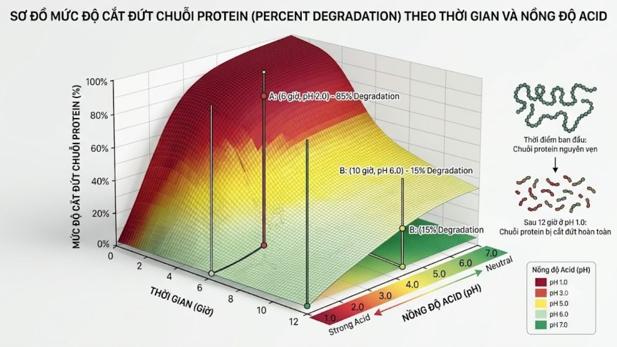 Đồ thị biểu diễn mức độ cắt đứt chuỗi protein theo thời gian và nồng độ acid